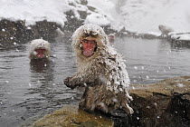 Japanese Macaque (Macaca fuscata) baby at hot spring, Jigokudani, Nagano, Japan