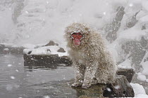 Japanese Macaque (Macaca fuscata) at hot spring during snowfall, Jigokudani, Nagano, Japan