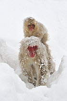 Japanese Macaque (Macaca fuscata) mother carrying baby through snow, Jigokudani, Nagano, Japan