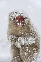 Japanese Macaque (Macaca fuscata) in winter, Jigokudani, Nagano, Japan