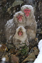 Japanese Macaque (Macaca fuscata) parents with baby, Jigokudani, Nagano, Japan