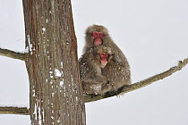 Japanese Macaque (Macaca fuscata) mother with young in tree, huddling for warmth, Jigokudani, Nagano, Japan