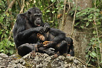 Eastern Chimpanzee (Pan troglodytes schweinfurthii) parent grooming juvenile feeding on fruit, Gombe Stream National Park, Tanzania