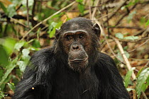 Eastern Chimpanzee (Pan troglodytes schweinfurthii) male, Gombe Stream National Park, Tanzania