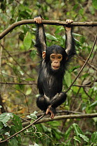 Eastern Chimpanzee (Pan troglodytes schweinfurthii) baby hanging on branch, Gombe Stream National Park, Tanzania