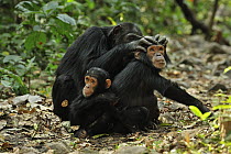 Eastern Chimpanzee (Pan troglodytes schweinfurthii) baby with mother grooming juvenile, Gombe Stream National Park, Tanzania