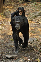 Eastern Chimpanzee (Pan troglodytes schweinfurthii) mother with baby, Gombe Stream National Park, Tanzania