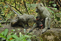 Olive Baboon (Papio anubis) mother and young smelling each other, Gombe Stream National Park, Tanzania