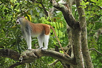 Patas Monkey (Erythrocebus patas) male, Singapore Zoo, Singapore
