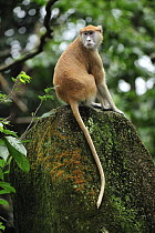 Patas Monkey (Erythrocebus patas), Singapore Zoo, Singapore