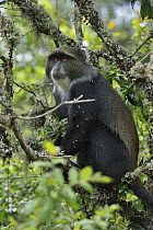 Sykes Monkey (Cercopithecus albogularis) in tree, Arusha National Park, Tanzania