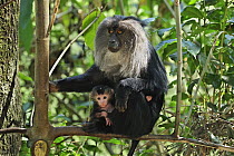 Lion-tailed Macaque (Macaca silenus) mother with baby, Western Ghats, India