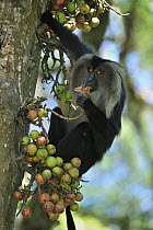 Lion-tailed Macaque (Macaca silenus) feeding on fruit, Western Ghats, India