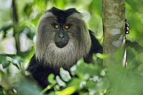 Lion-tailed Macaque (Macaca silenus), Western Ghats, India