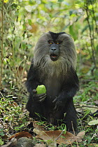 Lion-tailed Macaque (Macaca silenus) feeding on Avocado, Western Ghats, India