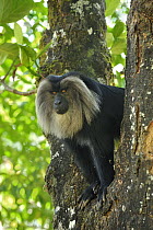 Lion-tailed Macaque (Macaca silenus) in tree, Western Ghats, India