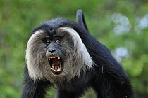 Lion-tailed Macaque (Macaca silenus) in threat display, Western Ghats, India