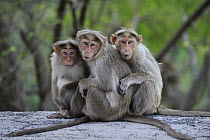 Bonnet Macaque (Macaca radiata) trio huddling, Western Ghats, India