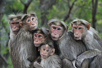 Bonnet Macaque (Macaca radiata) group huddling, Western Ghats, India