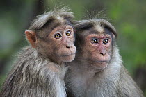 Bonnet Macaque (Macaca radiata) pair huddling, Western Ghats, India
