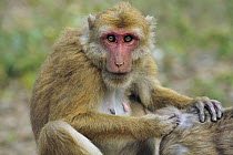 Assam Macaque (Macaca assamensis) pair grooming, Assam, India