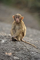 Assam Macaque (Macaca assamensis) young, Assam, India