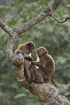 Assam Macaque (Macaca assamensis) pair in tree, Assam, India
