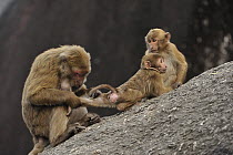 Assam Macaque (Macaca assamensis) mother grooming juvenile, Assam, India