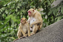 Assam Macaque (Macaca assamensis) mother with juvenile, Assam, India