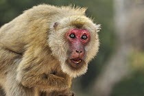 Assam Macaque (Macaca assamensis) in threat display, Assam, India