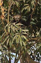 Hoolock Gibbon (Hylobates hoolock) in tree, Hoollongapar Gibbon Sanctuary, Assam, India