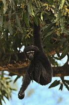 Hoolock Gibbon (Hylobates hoolock) hanging in tree, Hoollongapar Gibbon Sanctuary, Assam, India