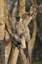 Capped Langur (Trachypithecus pileatus) in tree, Assam, India
