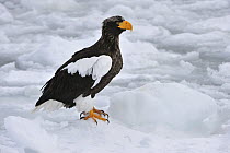 Steller's Sea Eagle (Haliaeetus pelagicus) on ice, Rausu, Hokkaido, Japan