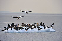 Steller's Sea Eagle (Haliaeetus pelagicus) group on ice floe, Rausu, Hokkaido, Japan