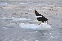 Steller's Sea Eagle (Haliaeetus pelagicus) on ice floe, Rausu, Hokkaido, Japan