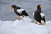 Steller's Sea Eagle (Haliaeetus pelagicus) pair on ice, Rausu, Hokkaido, Japan
