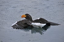 Steller's Sea Eagle (Haliaeetus pelagicus) stuck in water, Rausu, Hokkaido, Japan