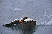 Steller's Sea Eagle (Haliaeetus pelagicus) trying to take flight from water after getting stuck in it, Rausu, Hokkaido, Japan. Sequence 1 of 3