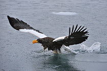 Steller's Sea Eagle (Haliaeetus pelagicus) trying to take flight from water after getting stuck in it, Rausu, Hokkaido, Japan. Sequence 3 of 3