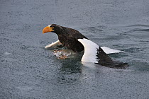 Steller's Sea Eagle (Haliaeetus pelagicus) unsuccessfully trying to take flight from water after getting stuck in it, Rausu, Hokkaido, Japan