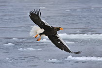 Steller's Sea Eagle (Haliaeetus pelagicus) flying, Rausu, Hokkaido, Japan