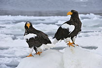 Steller's Sea Eagle (Haliaeetus pelagicus) pair on ice floe, Rausu, Hokkaido, Japan