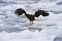 Steller's Sea Eagle (Haliaeetus pelagicus) landing on ice floe, Rausu, Hokkaido, Japan