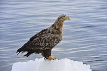 White-tailed Eagle (Haliaeetus albicilla) on ice floe, Rausu, Hokkaido, Japan