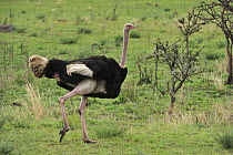 Ostrich (Struthio camelus) male, Serengeti National Park, Tanzania