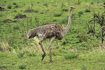 Ostrich (Struthio camelus) female, Serengeti National Park, Tanzania