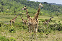 Masai Giraffe (Giraffa tippelskirchi) group in shrubland, Arusha National Park, Tanzania