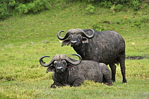 Cape Buffalo (Syncerus caffer) bulls, Arusha National Park, Tanzania