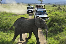 African Elephant (Loxodonta africana) crossing dirt road near tourists, Serengeti National Park, Tanzania
